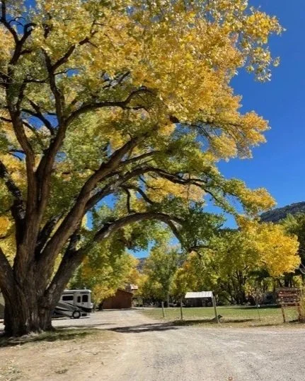 A large tree with yellow and green leaves in a rural campground with RVs, a small cabin, and a clear blue sky.