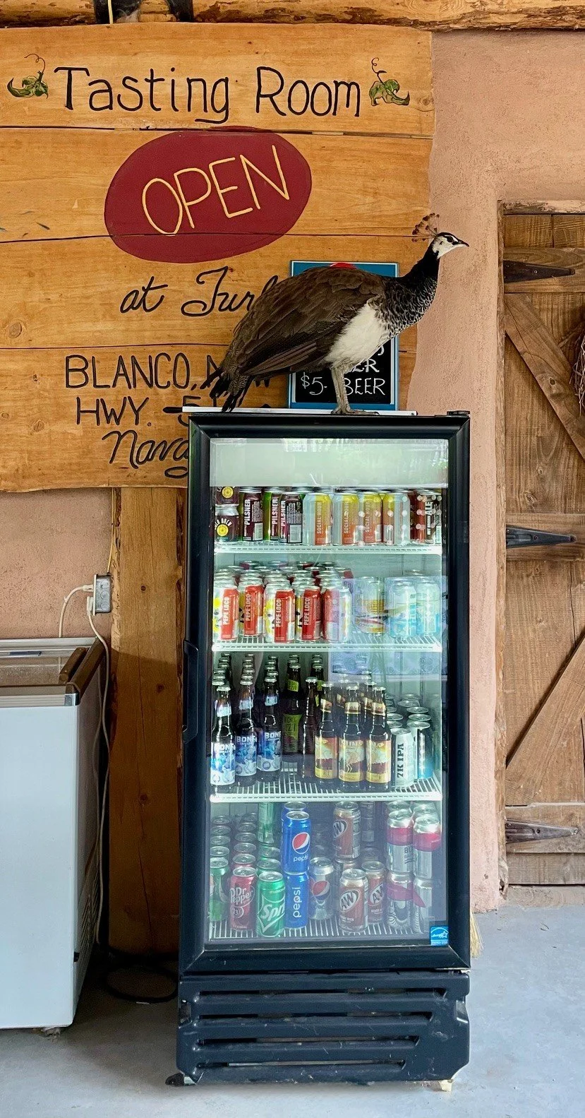 A peacock standing on top of a refrigerated beverage display in a tasting room. The fridge contains various cans and bottles of soda and beer. Behind the fridge, a wooden sign reads "Tasting Room" with an "Open" sign, and additional handwritten text is partially visible.