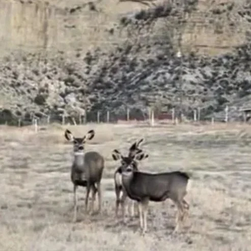 Two deer standing in a dry grassy field with a rocky hillside in the background.