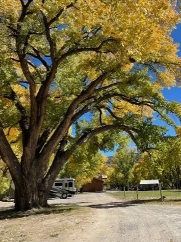 Large tree with yellow and green leaves over a dirt and gravel parking area with RV and small buildings in background