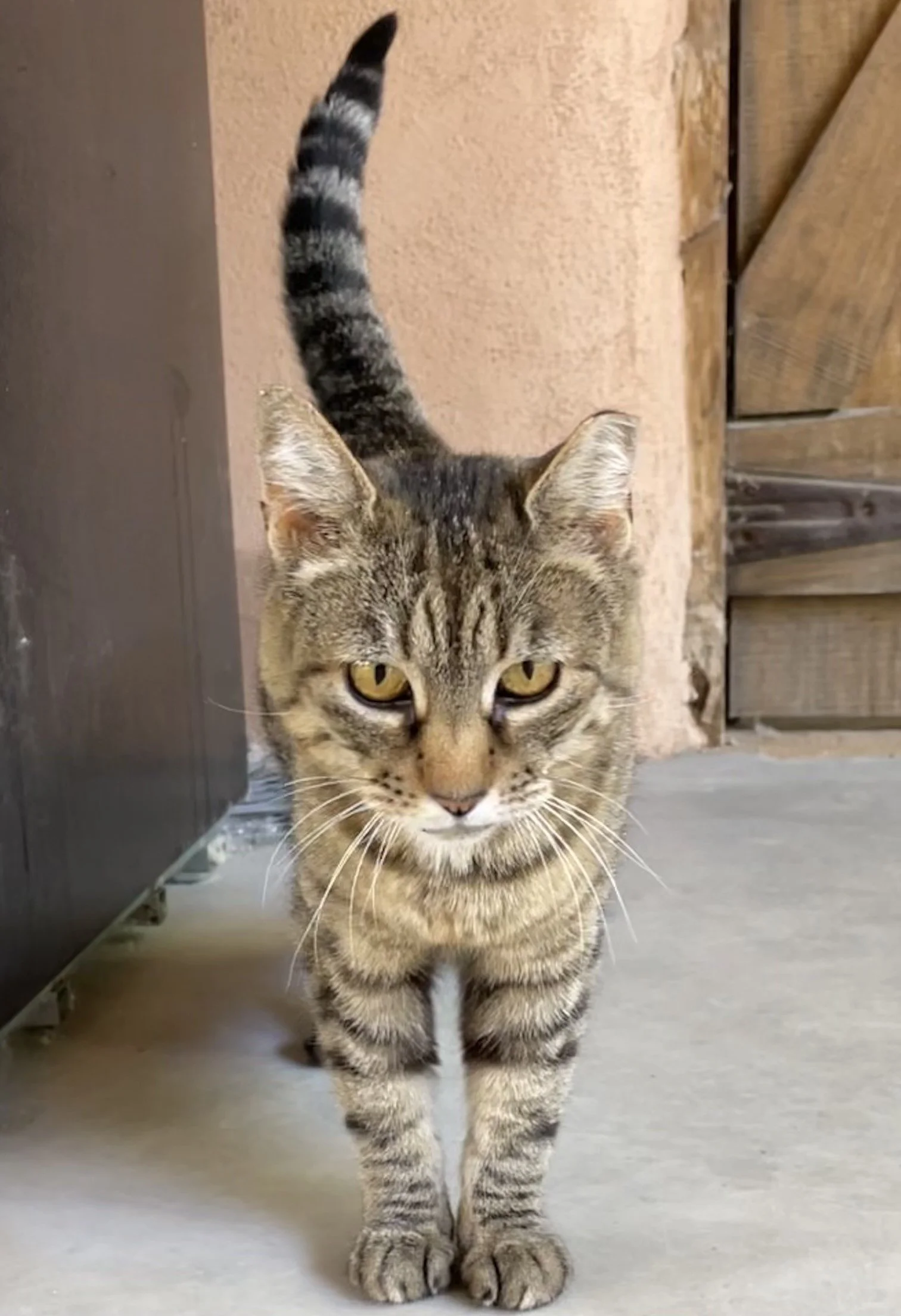 A young tabby cat with yellow eyes standing on a concrete floor, looking directly at the camera.