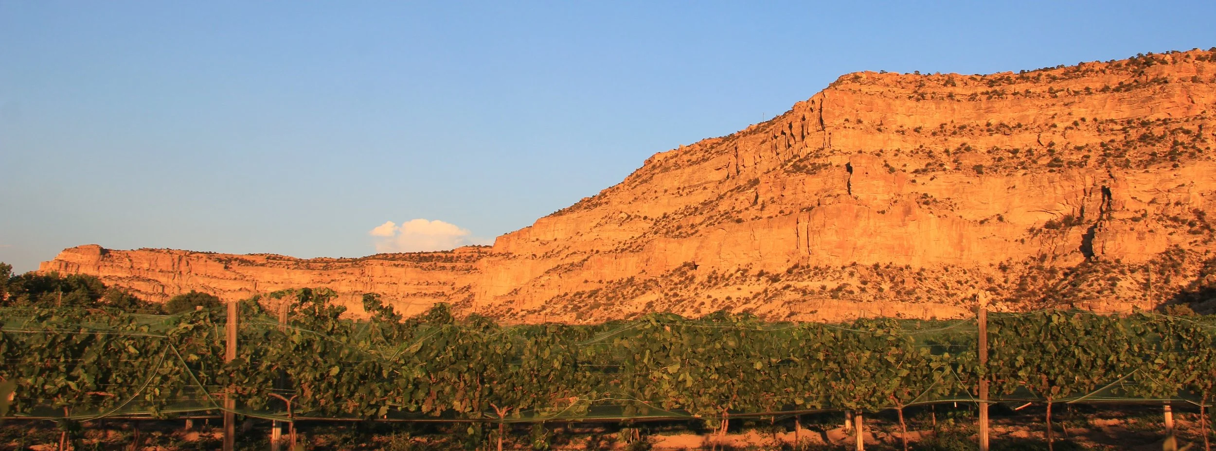 A scenic view of red rock mountains with a vineyard in the foreground, under a clear blue sky.