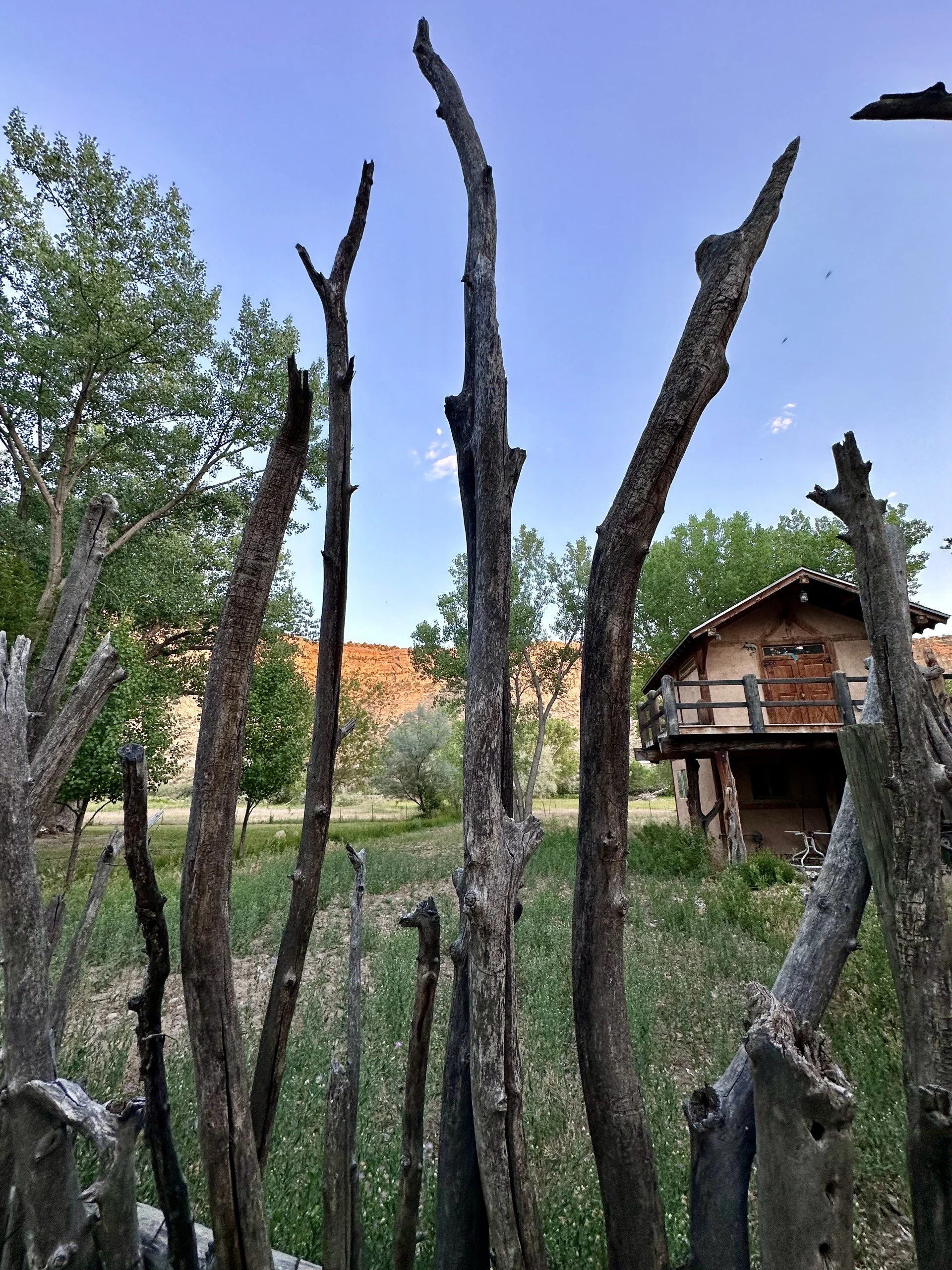 View of a natural landscape with green trees, dry grass, and a rustic wooden house with a balcony. Several tall, charred tree trunks are in the foreground, with a blue sky and distant orange-hued cliffs in the background.