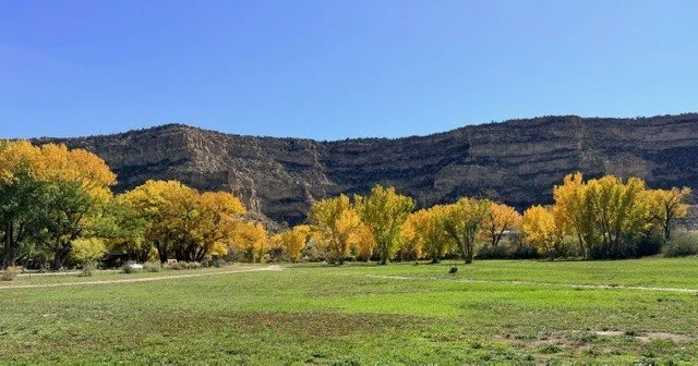 Open grassy field with trees displaying fall colors and a rocky hillside in the background under a clear blue sky.