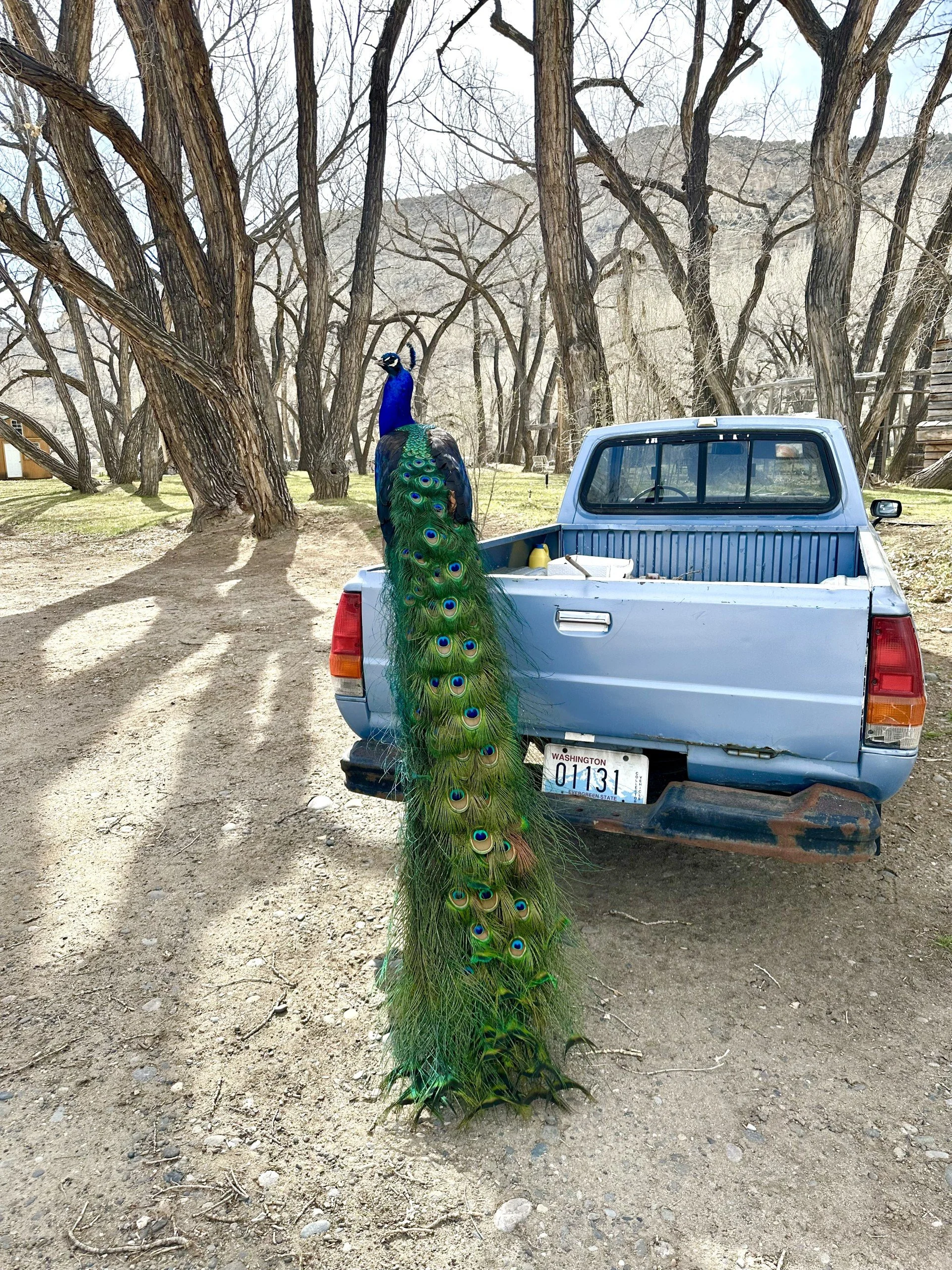 A peacock with vibrant blue and green feathers perched on the back of an old, light blue pickup truck in a wooded area with leafless trees and a dirt ground.