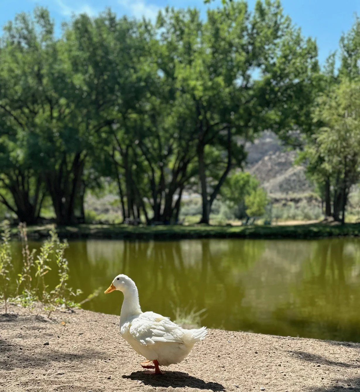 A white duck standing on sandy ground near a pond with green trees in the background on a sunny day.
