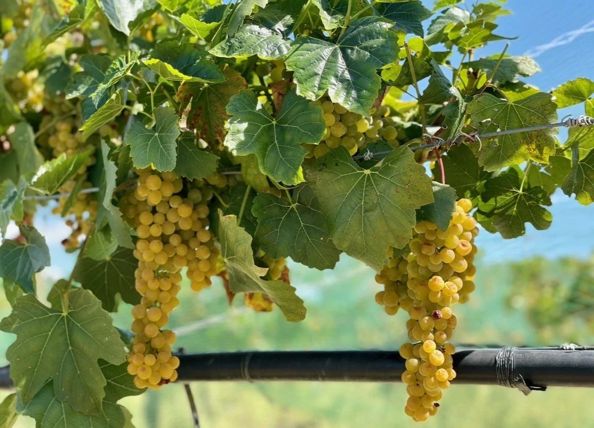 Clusters of green grapes hanging from vine leaves in a vineyard under a blue sky.