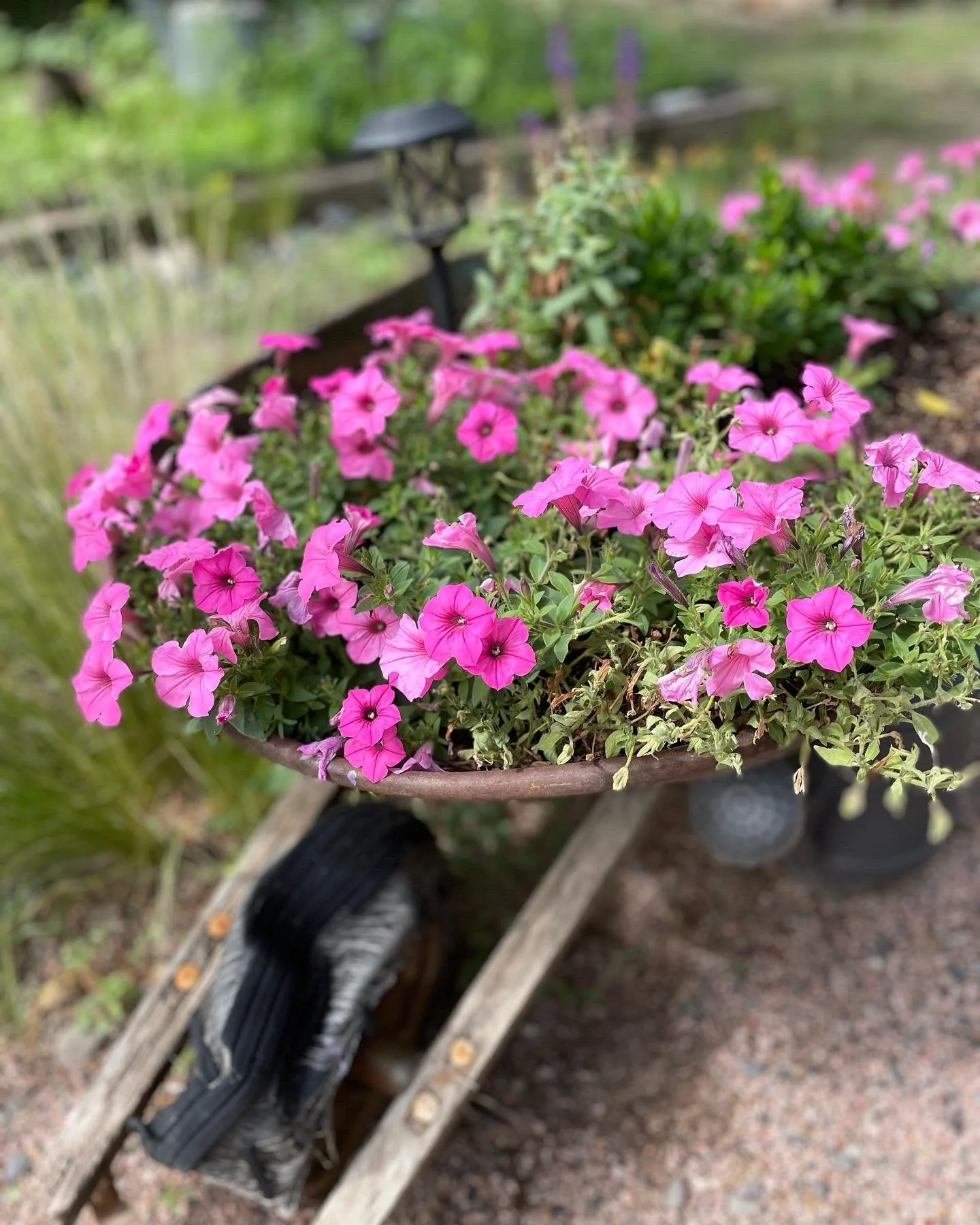 Pink petunias in a ceramic pot on a wooden wheelbarrow in a garden.