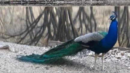 A peacock standing on the ground with its tail feathers extended behind it, near a water body.