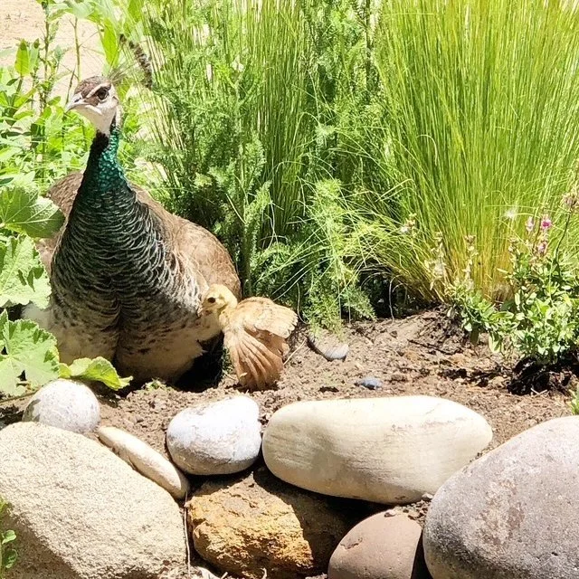 A mother peacock with a chick resting on her side, surrounded by rocks and lush green plants in a garden.