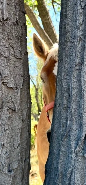 A horse peeking out from behind a tree in a forest.