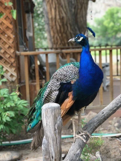 Colorful peacock perched on a tree branch outdoors, with a wooden fence and green foliage in the background.