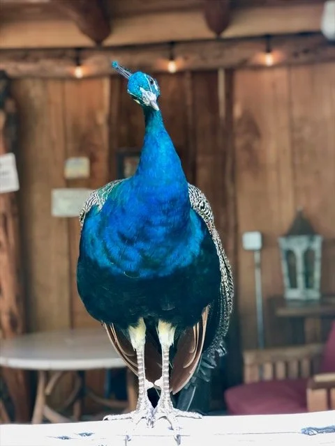 A peacock standing on a white surface indoors with wooden walls and furniture in the background.