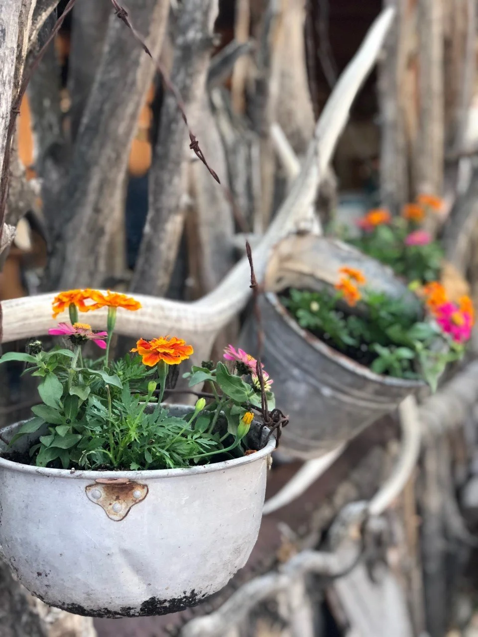 Colorful flowers in old, rustic hanging planters attached to a tree trunk at Wines of the San Juan.