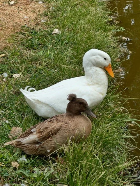 A white domestic duck and a brown domestic duck resting by the edge of a pond with grass and reeds.