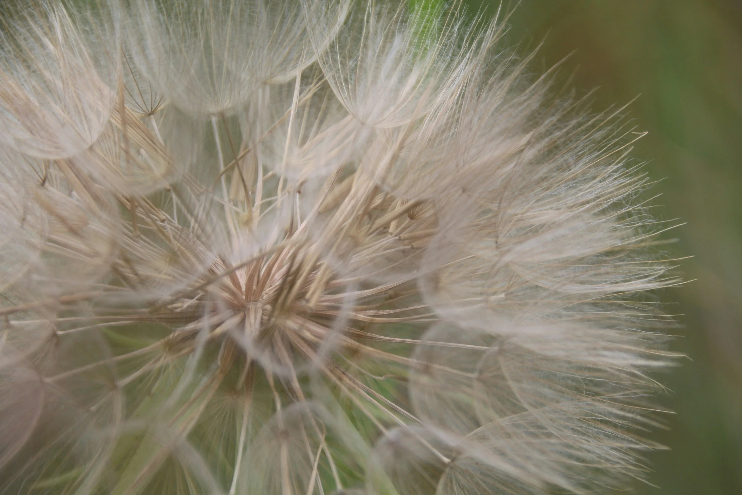Close-up of a dandelion seed head with delicate, feathery seeds evenly spread.