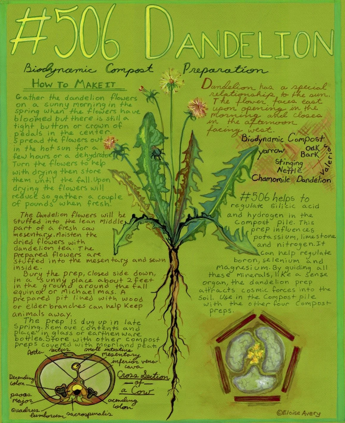 506 Dandelion copy.jpg