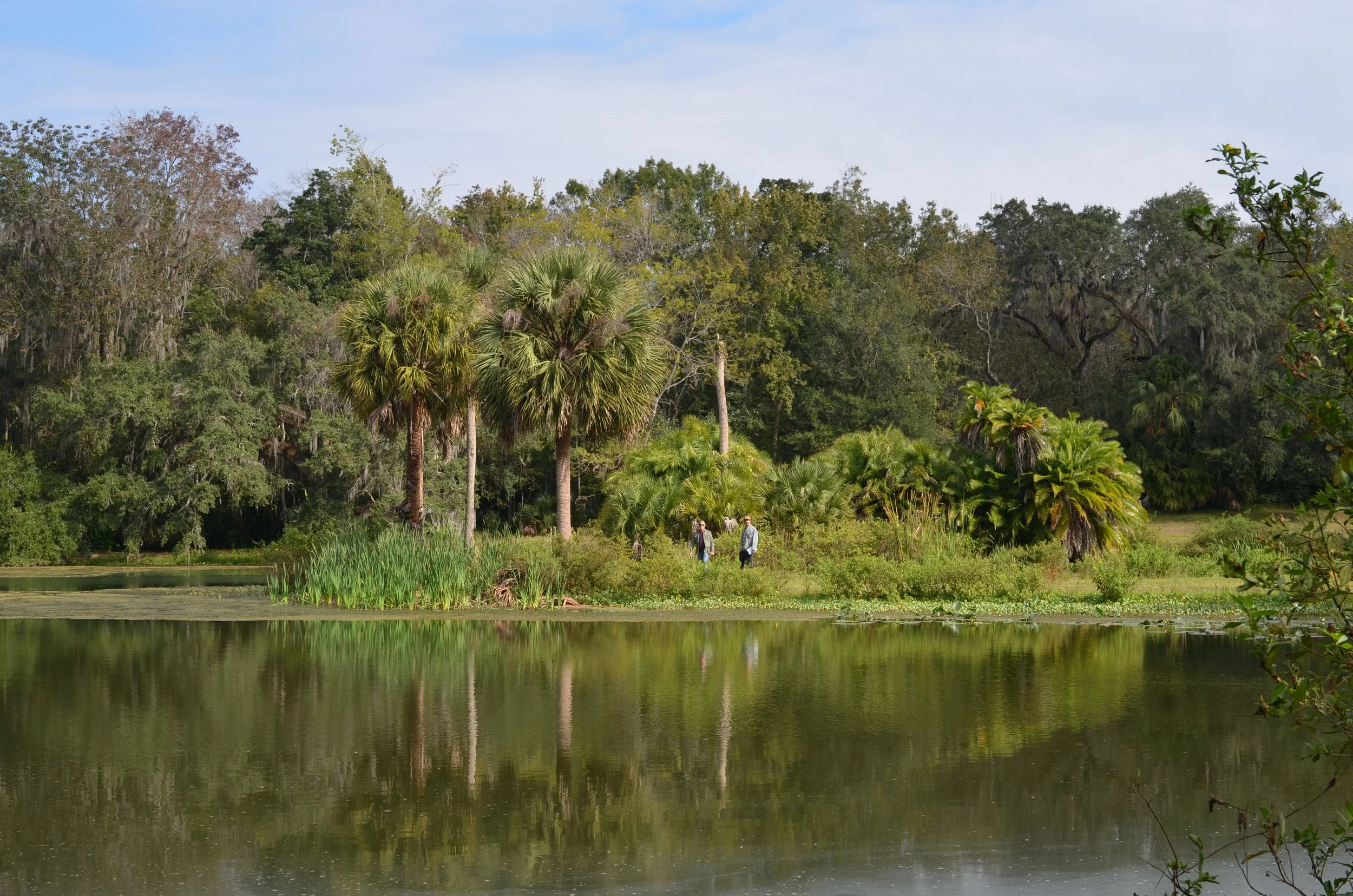 Two people walking along the shoreline of a lake surrounded by lush green trees and tall palm trees in a tropical setting.