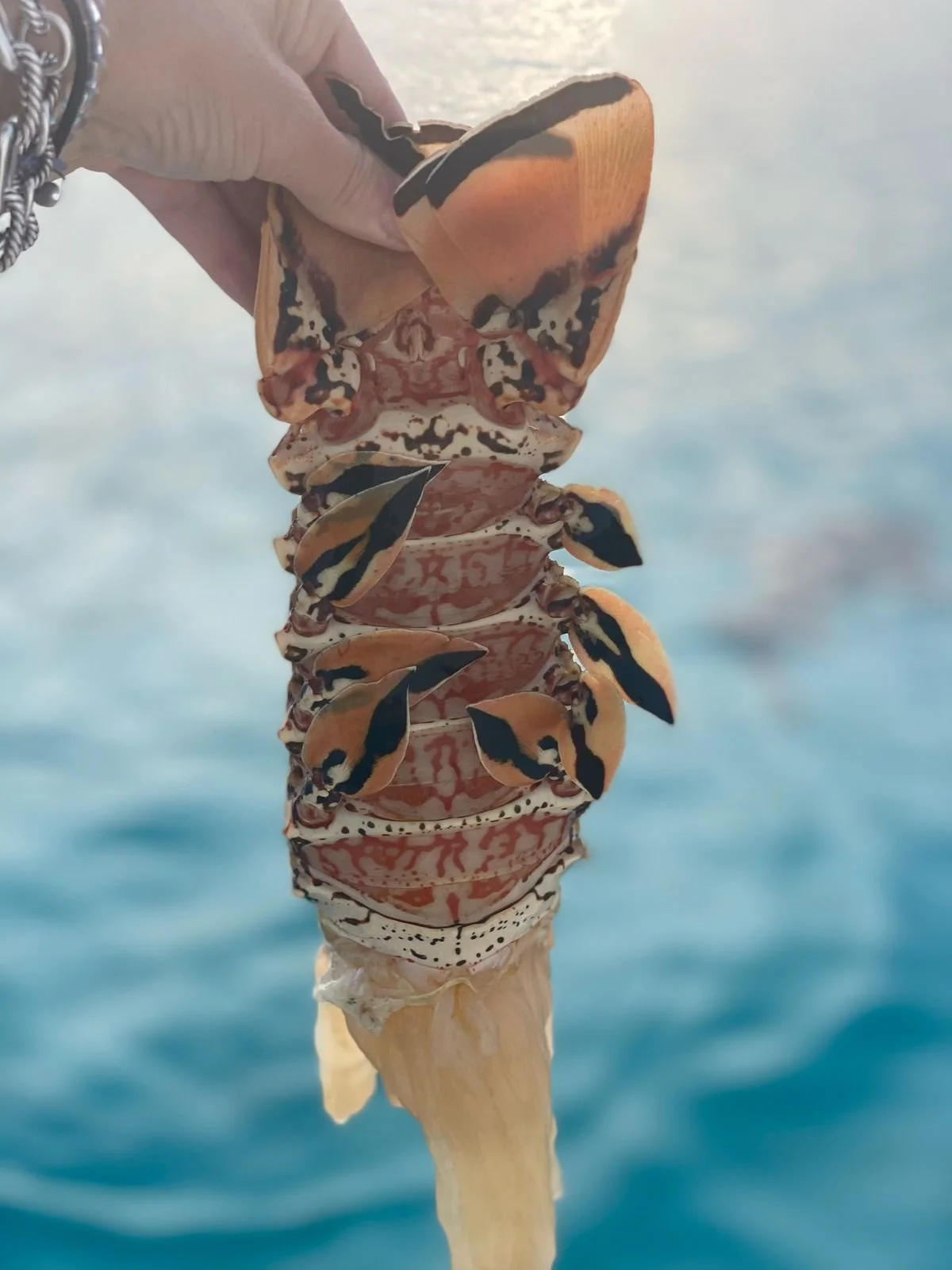 WhatsApp Image 2026-02-07 at 12.26.47 PM.jpeg