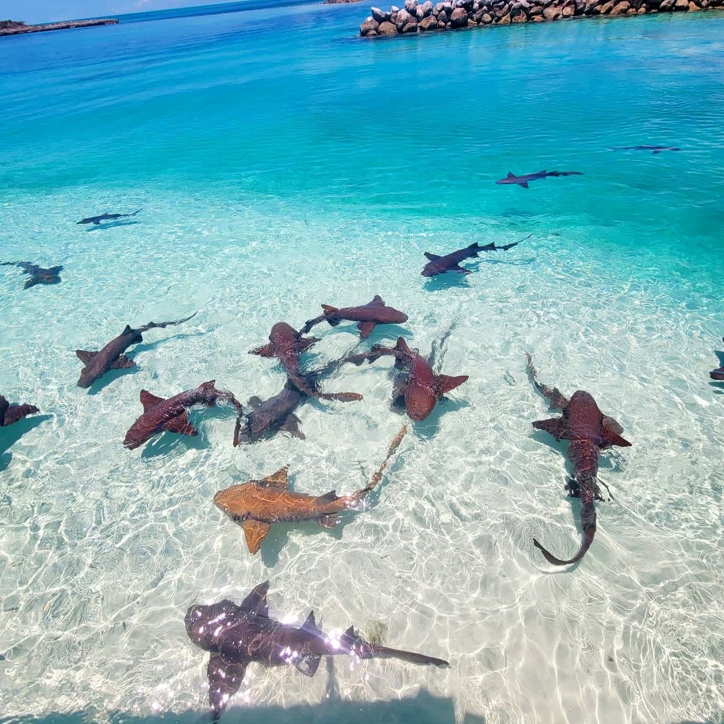 WhatsApp Image 2026-02-07 at 12.47.51 PM.jpeg