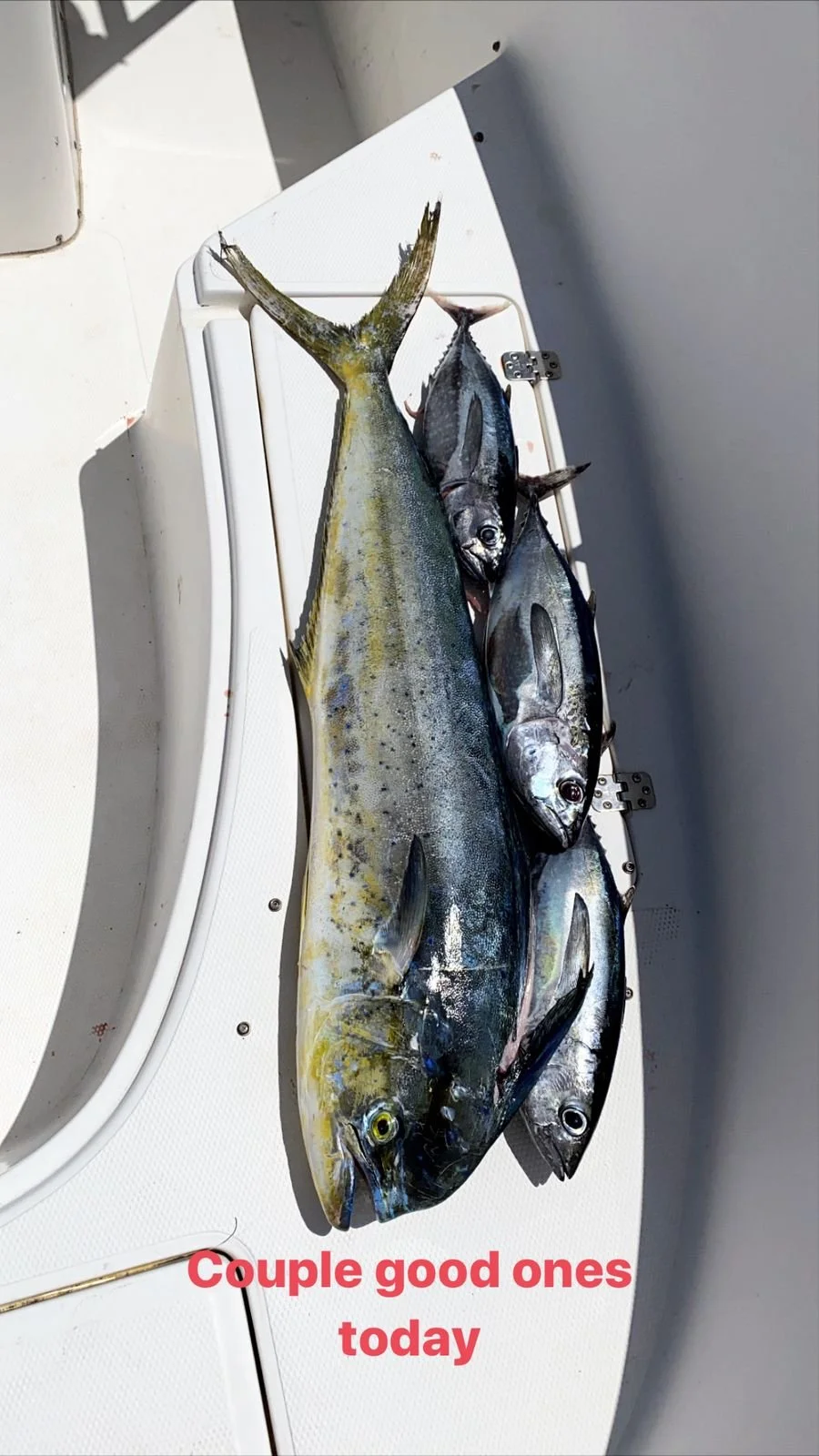 WhatsApp Image 2026-02-07 at 12.47.54 PM (1).jpeg