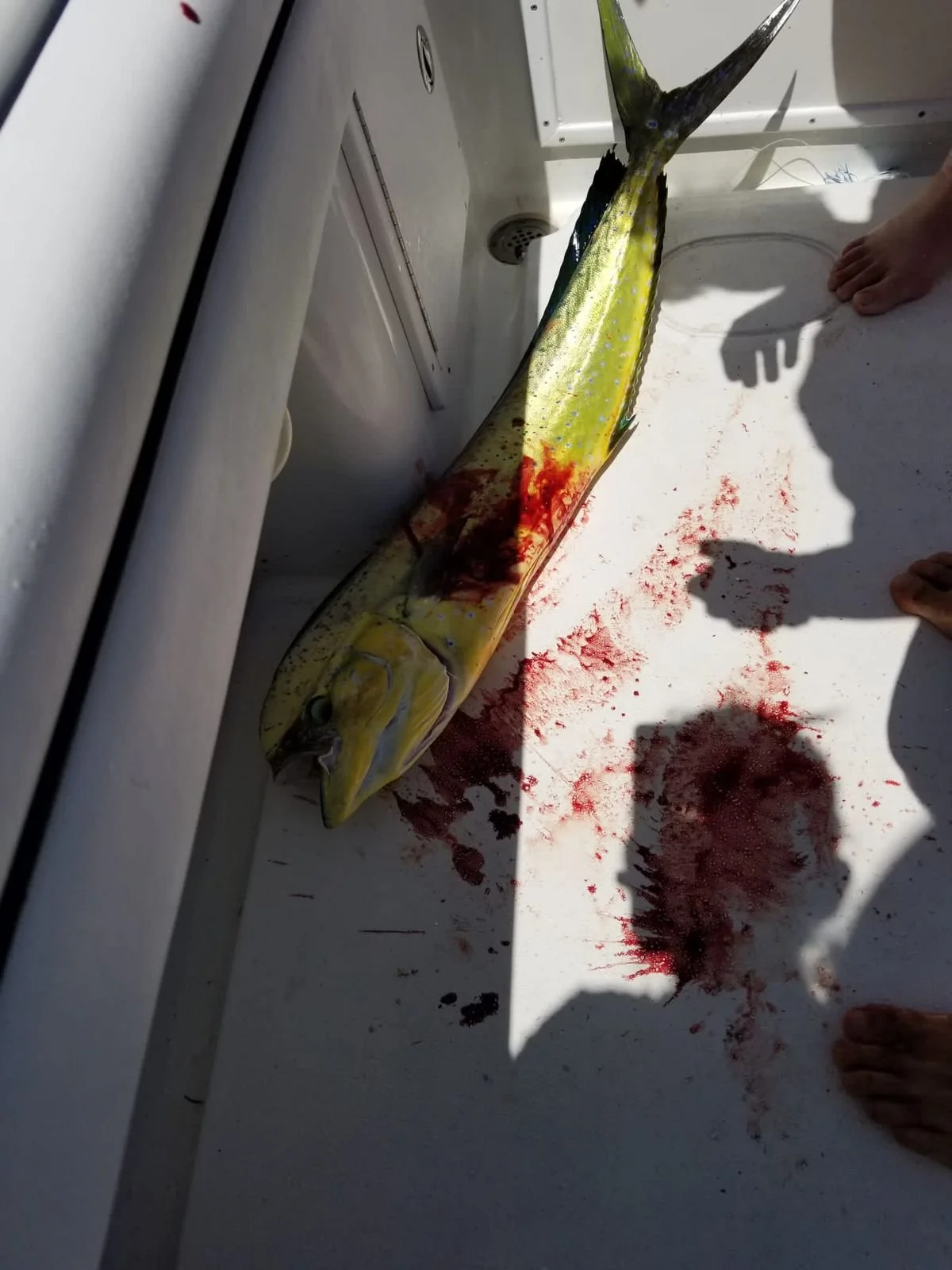 WhatsApp Image 2026-02-07 at 12.47.52 PM (2).jpeg