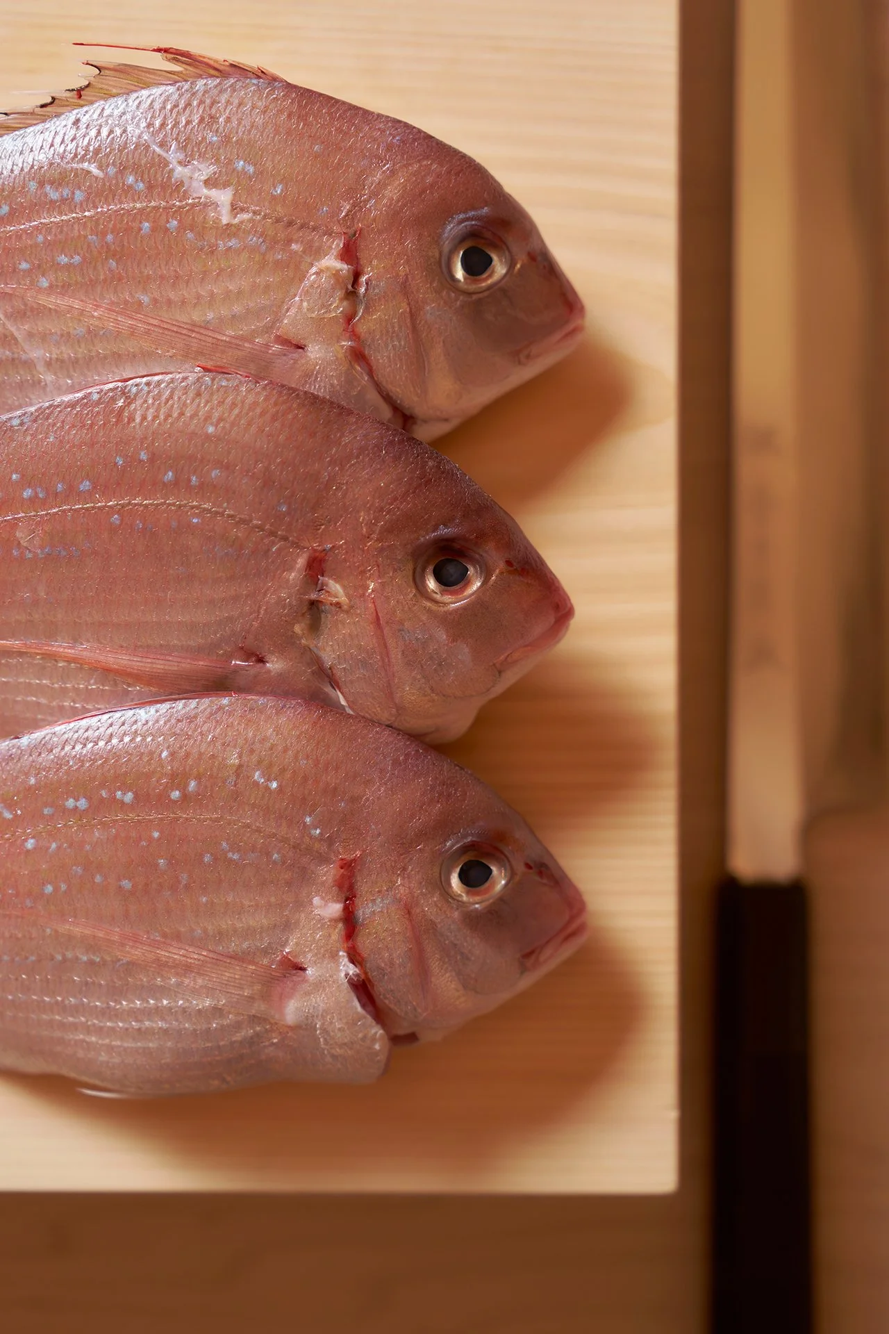 kumiko-room-fish.jpg