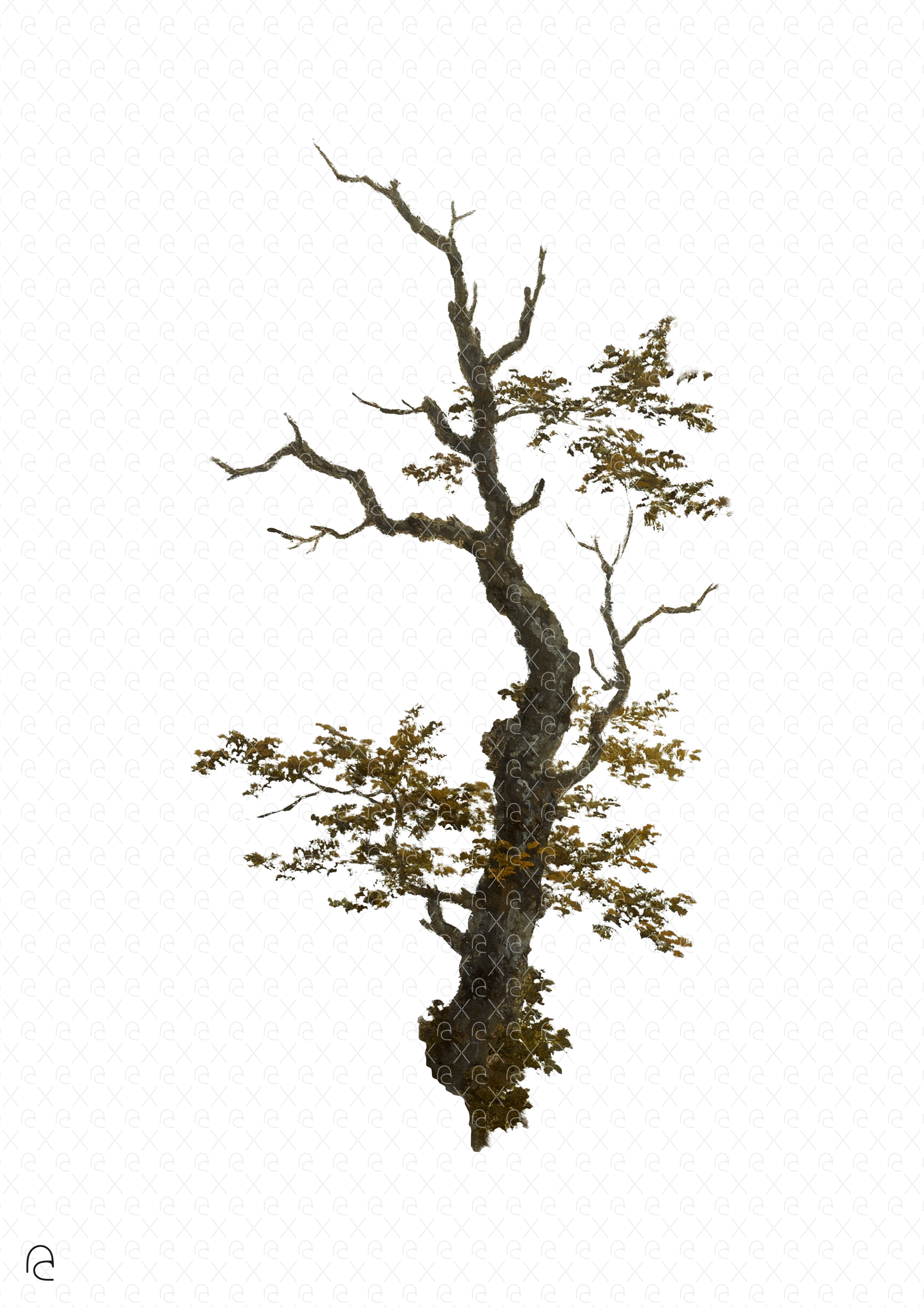Tree without leaves.png