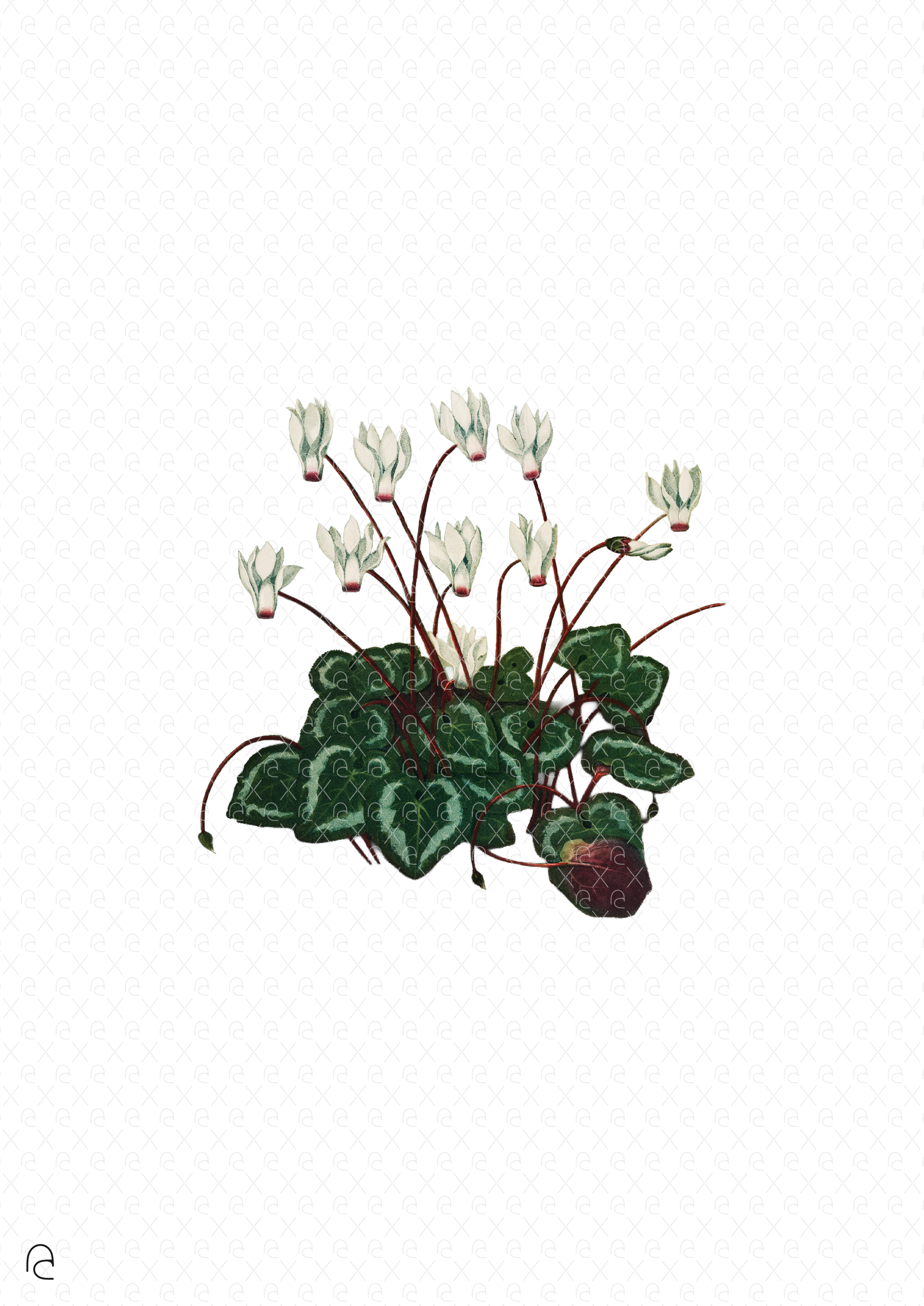 Art cutout - Persian Cyclamen