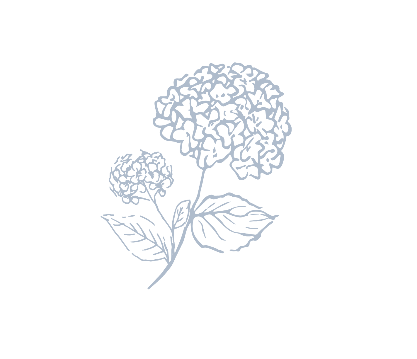 Outline drawing of two hydrangea flowers with leaves against a black background.
