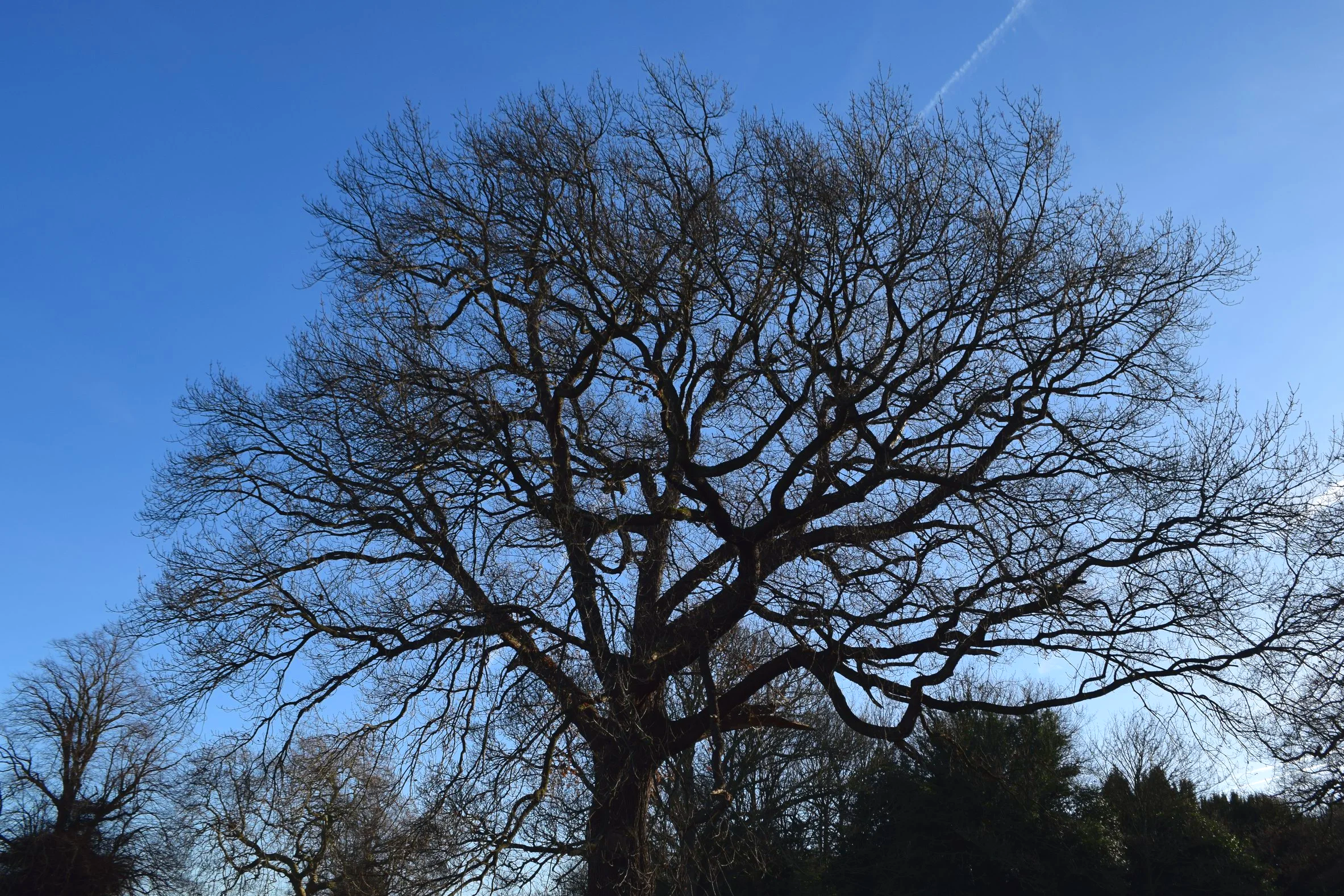 A tree in autumn near Tim's house in West Yorkshire.