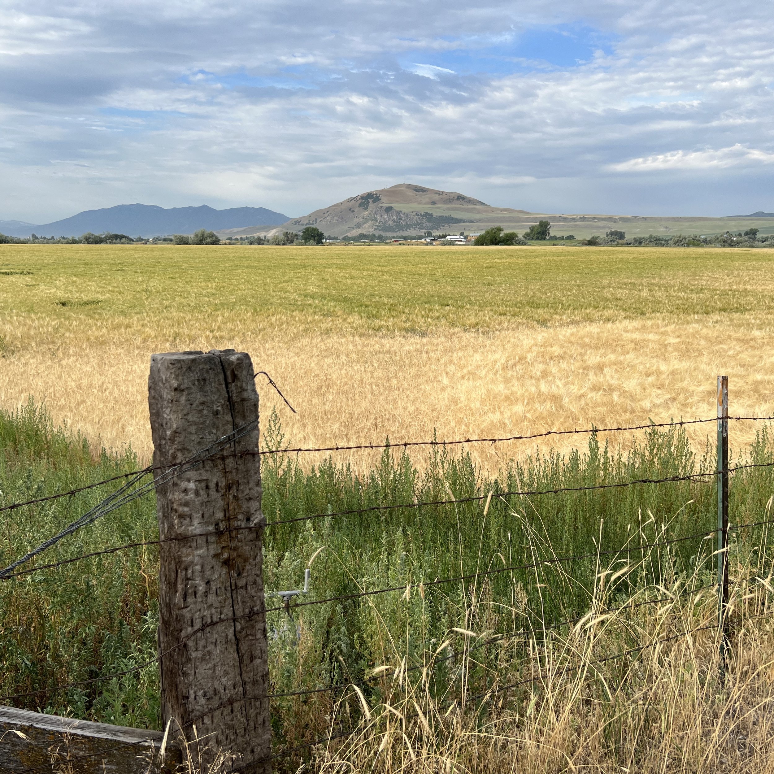 wheat field with hills in background