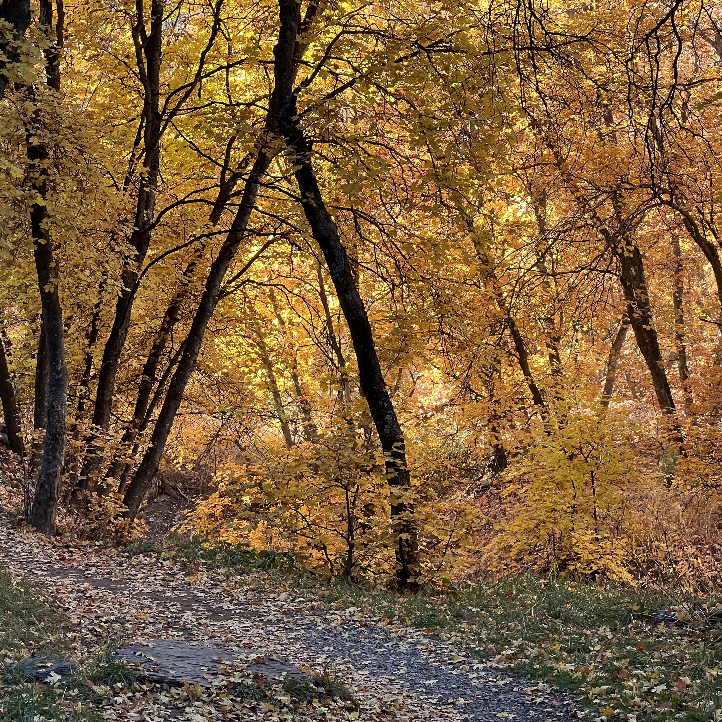 Autumn scene from a trail of trees backlit by the sun