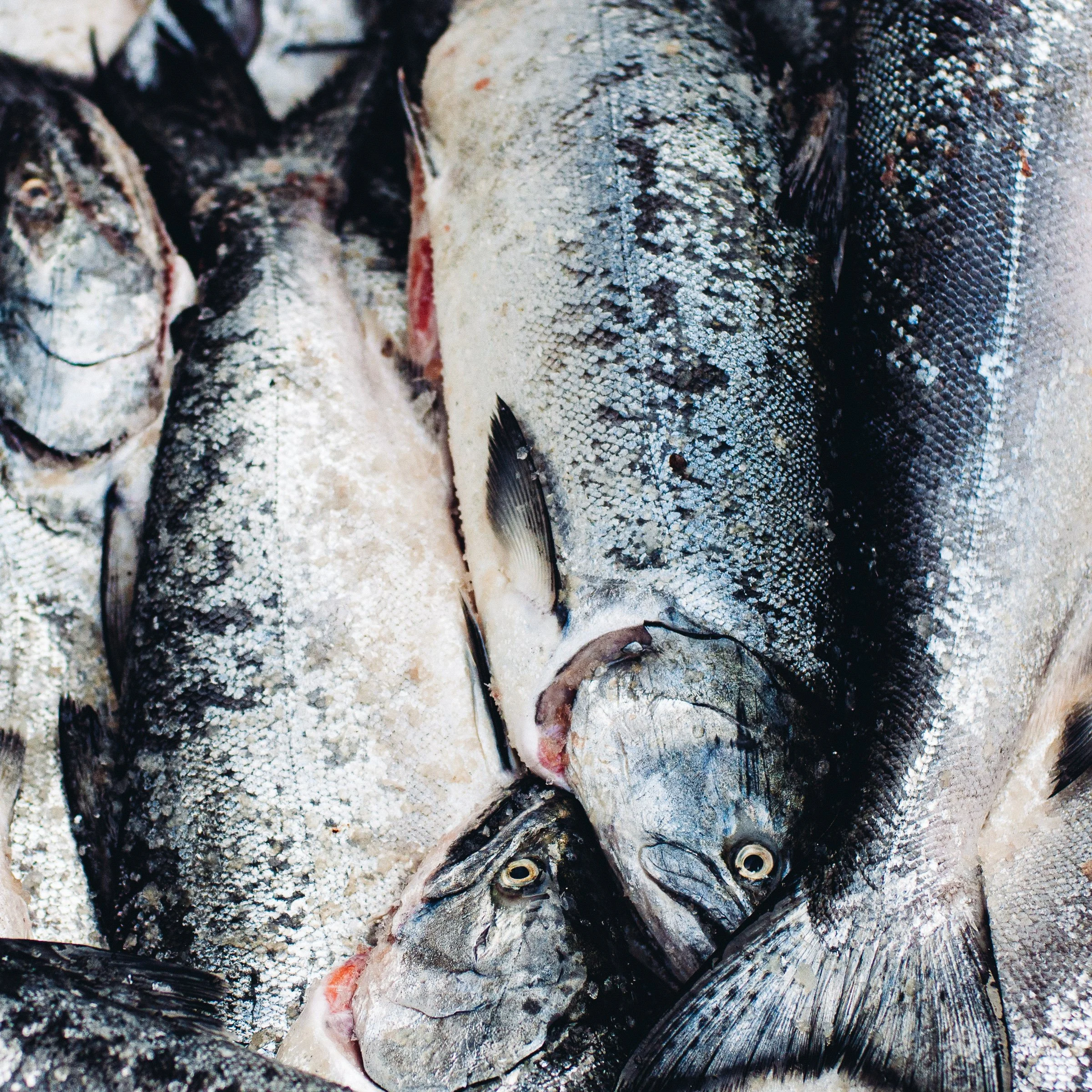 Close-up of fish, likely caught and prepared for cooking, lying on sand with one fish's head and eyes visible.