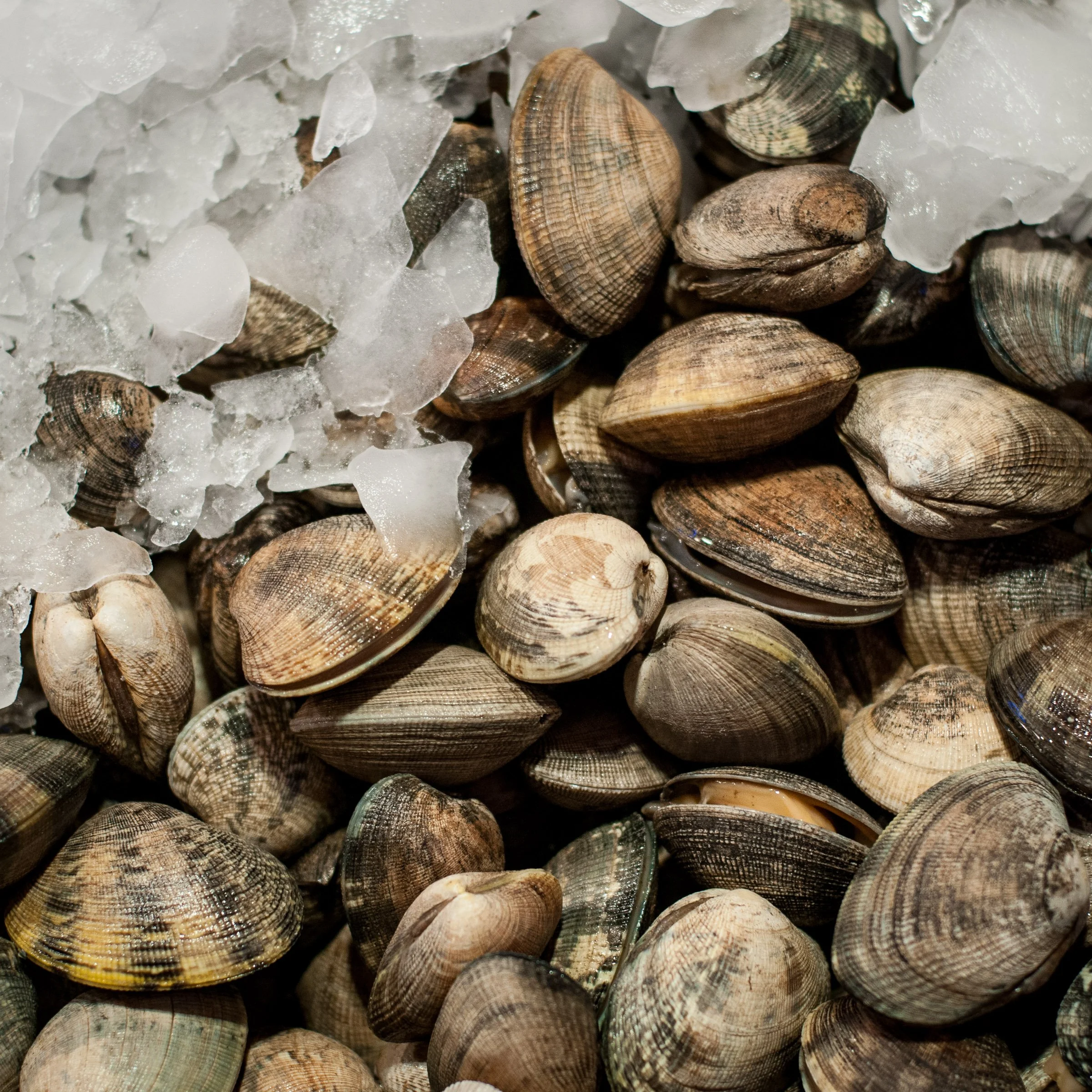 Close-up of a pile of seashells and ice chunks.