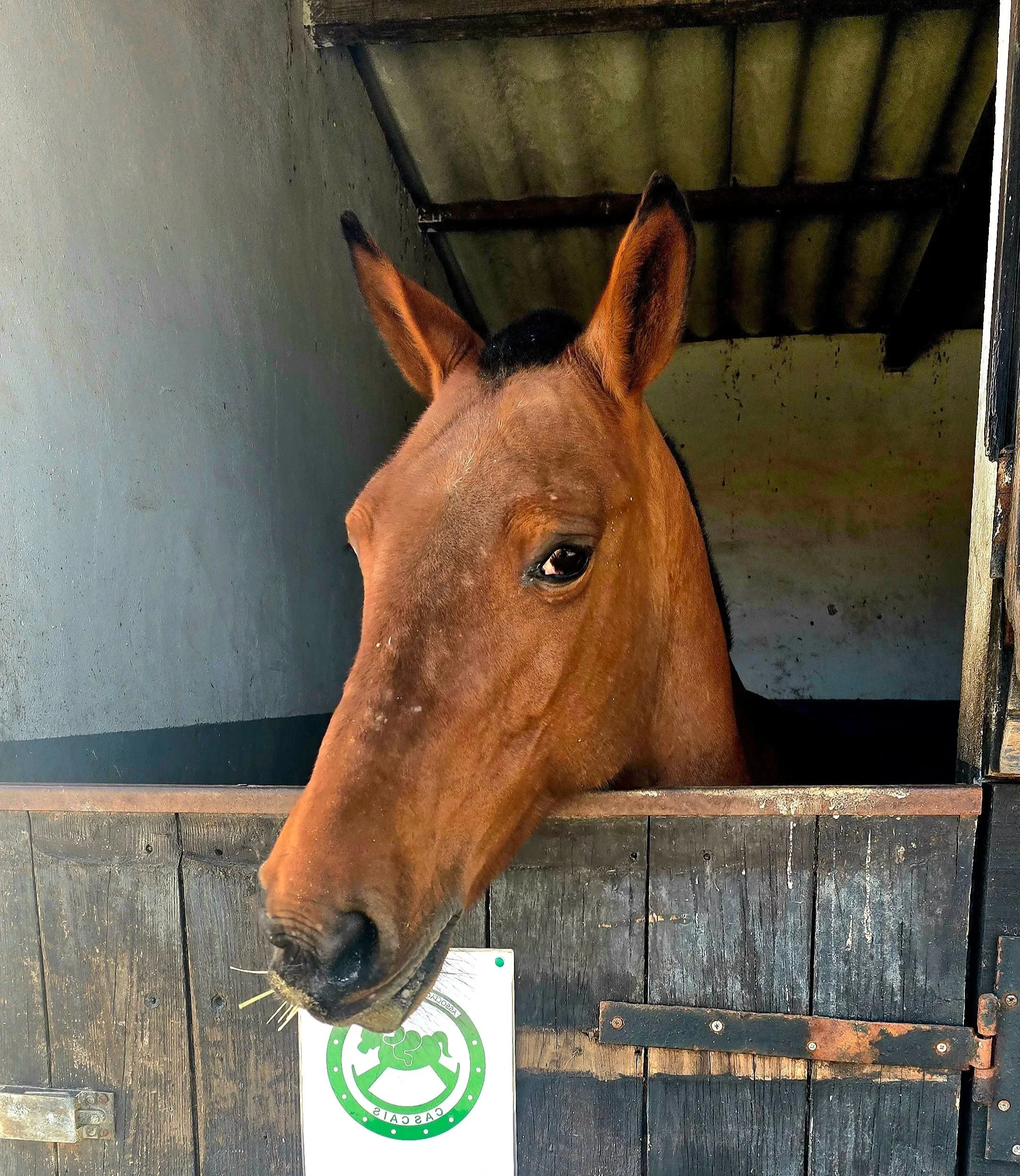 Flora Therapy Horse