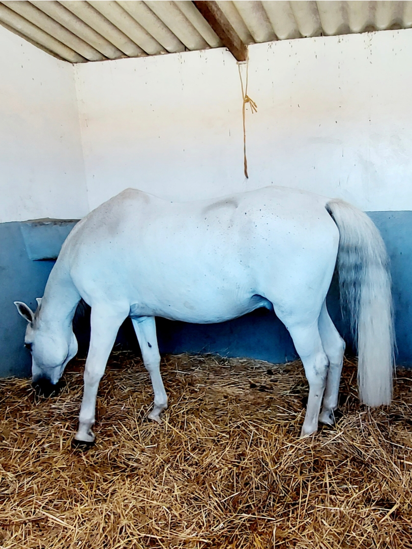 White horse eating hay in a stable with a concrete wall and roof.