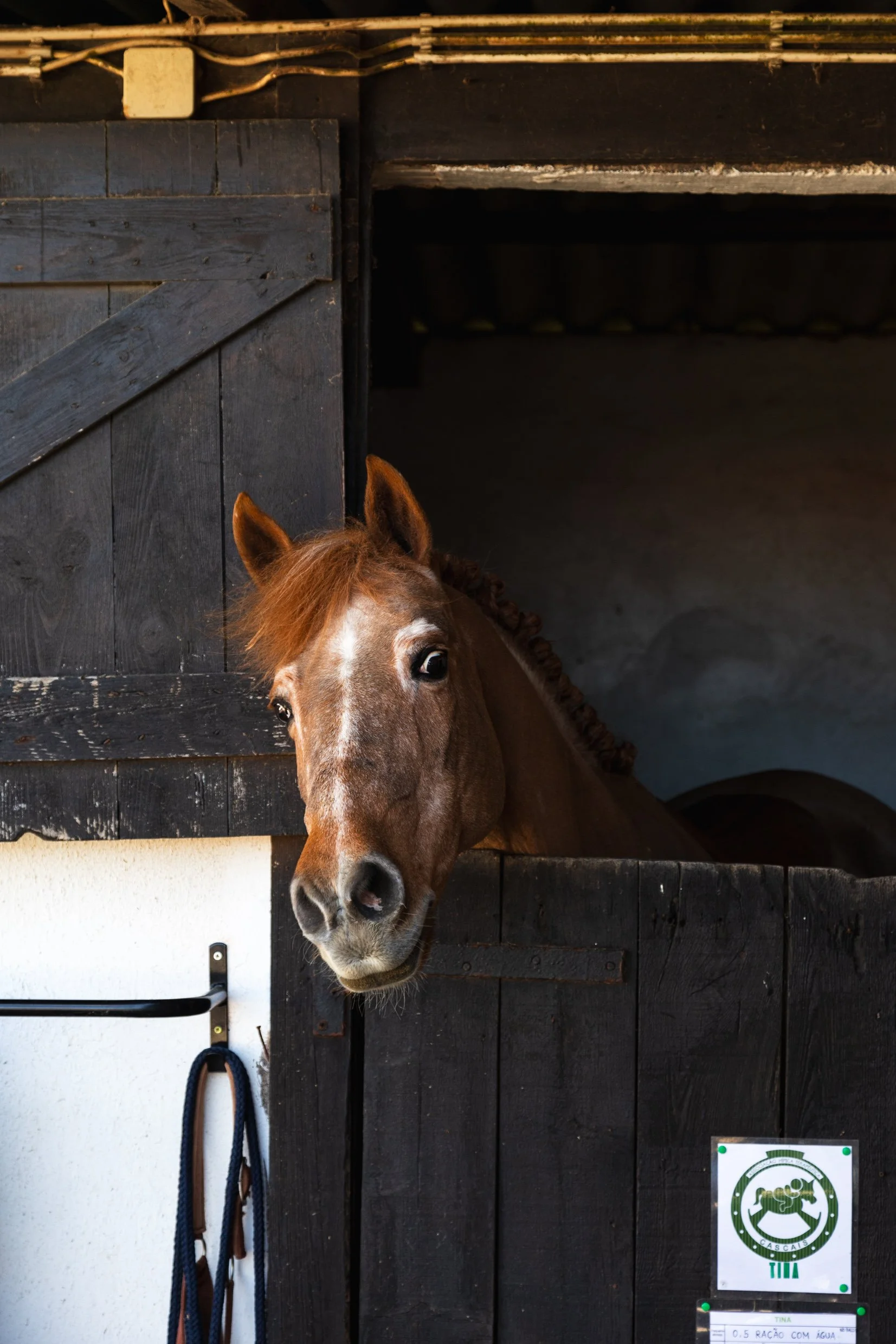 Therapy Horse Tina