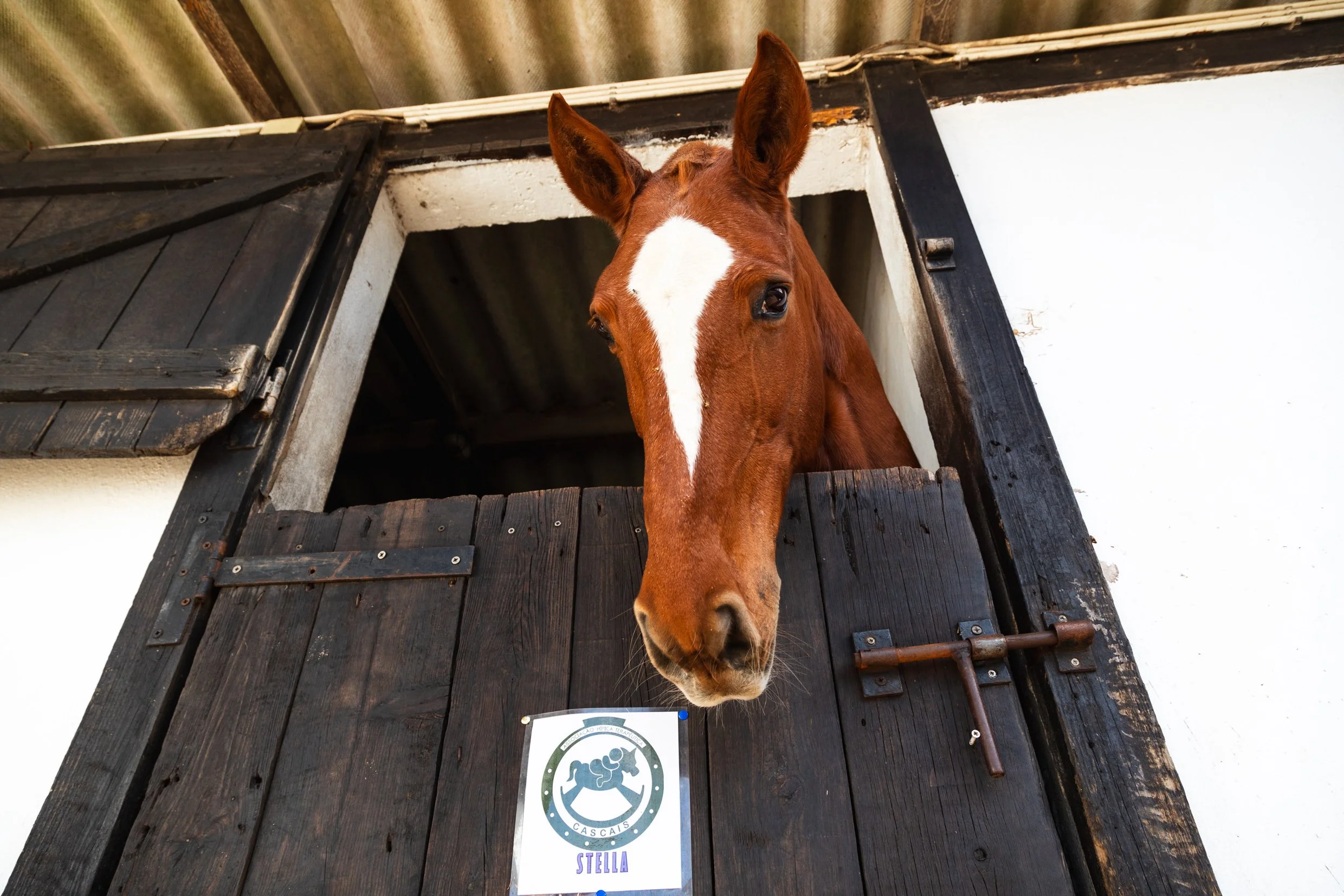Therapy Horse Stella