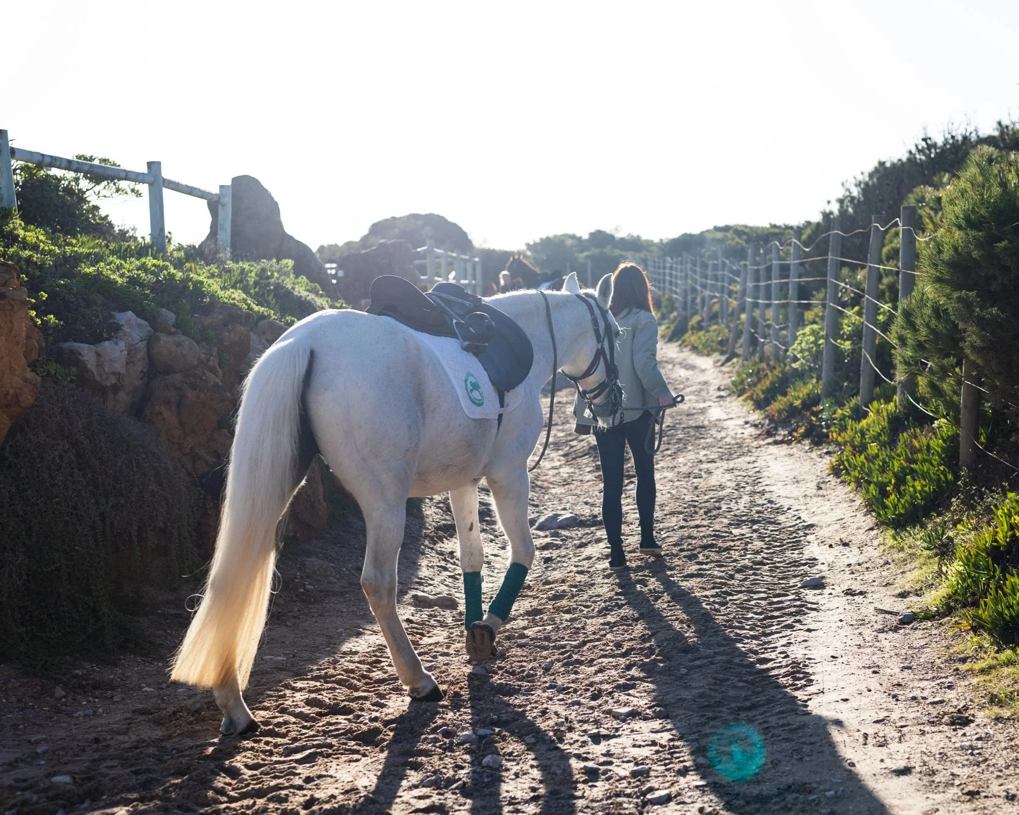 A person walking a white horse along a dirt trail with a white fence and green bushes on both sides, bright sunlight in the background.