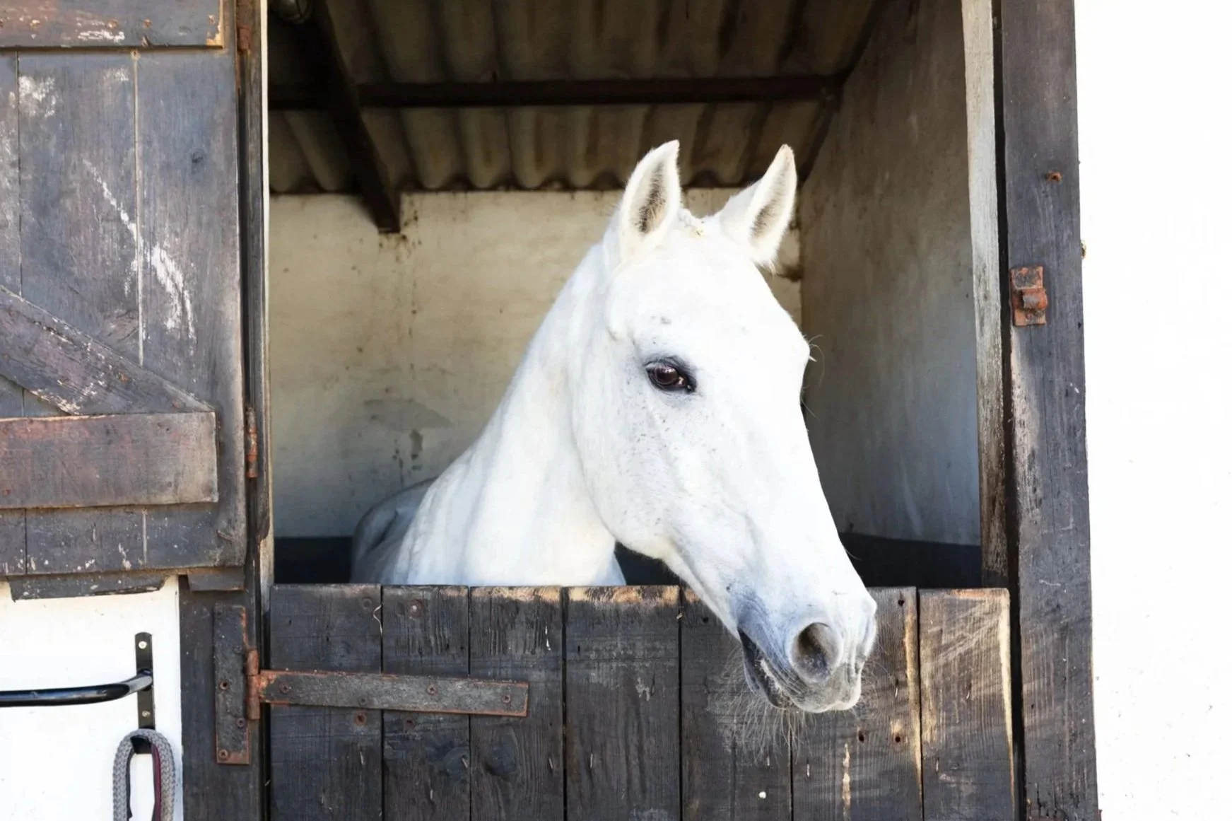 Therapy Horse Zara