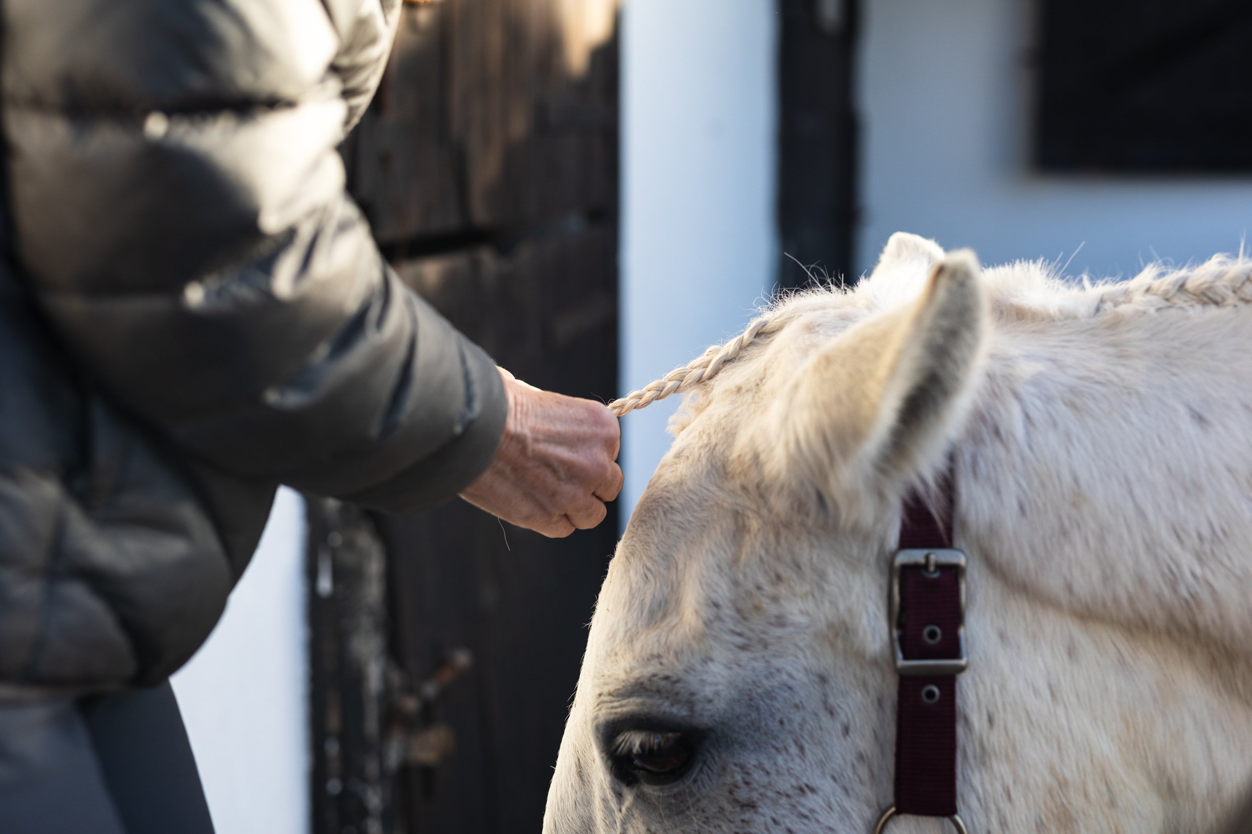 Person in a gray jacket holding a rope attached to a white horse with a black spot near its eye, outdoors during daylight.