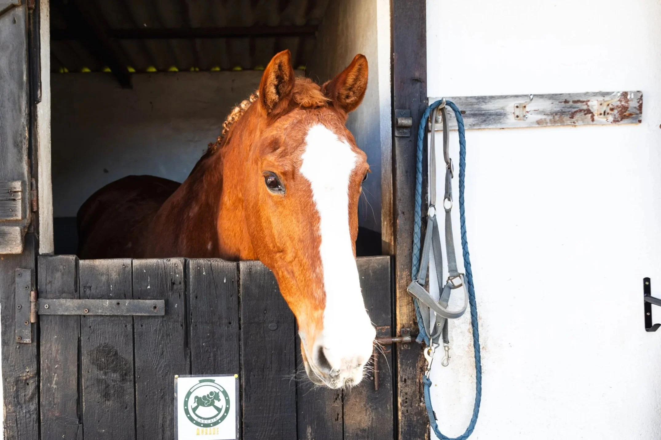 Therapy Horse Morane