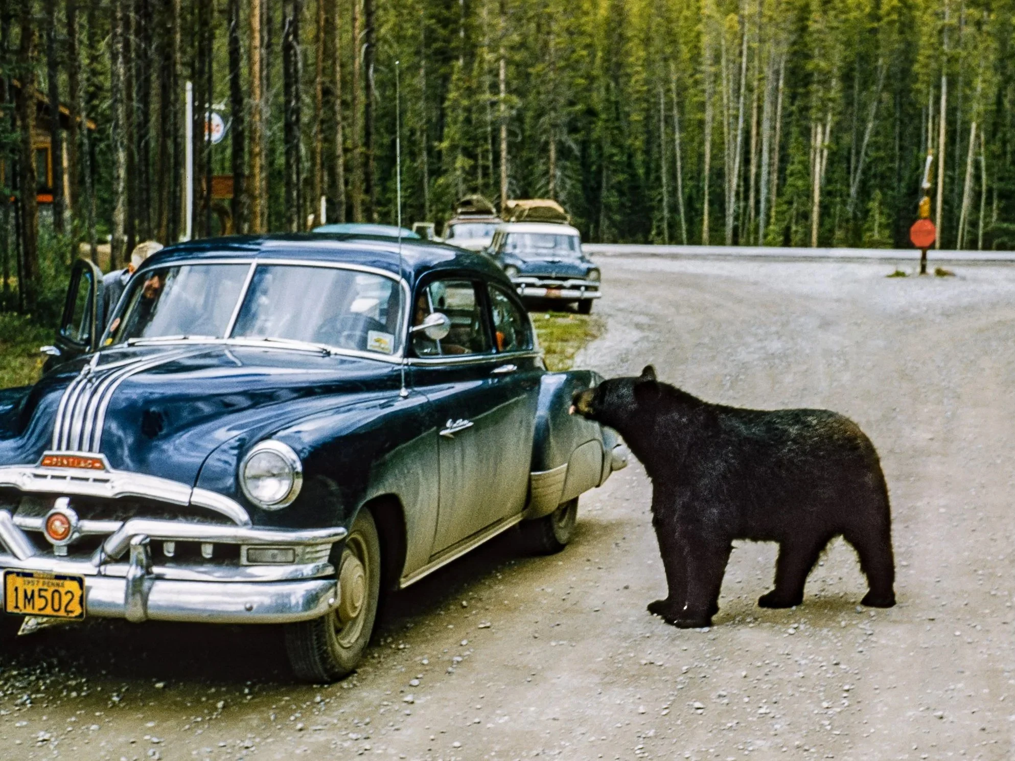 A black bear standing on a dirt parking area, near several vintage cars, with a forest of tall trees in the background.