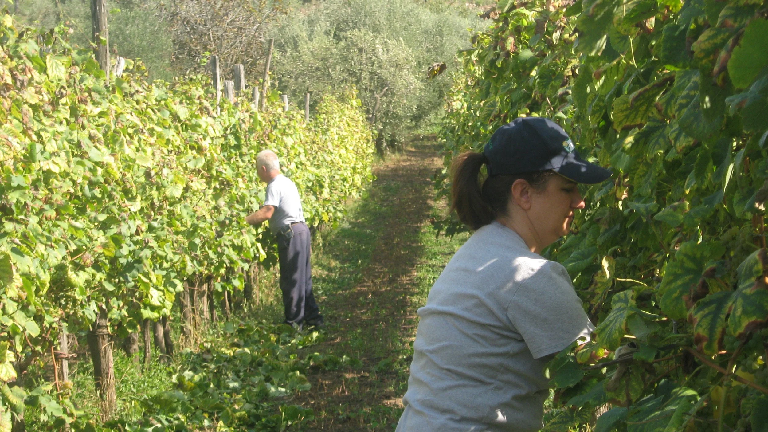 Due persone, un uomo e una donna, stanno raccogliendo uva in un vigneto durante il giorno. La donna indossa una felpa grigia e un berretto blu, mentre l'uomo indossa una maglietta bianca e pantaloni scuri.