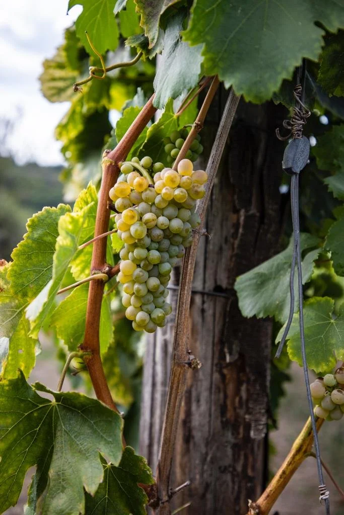 Uva bianca che cresce su una vite con foglie verdi, appesa su un supporto di legno in un vigneto.