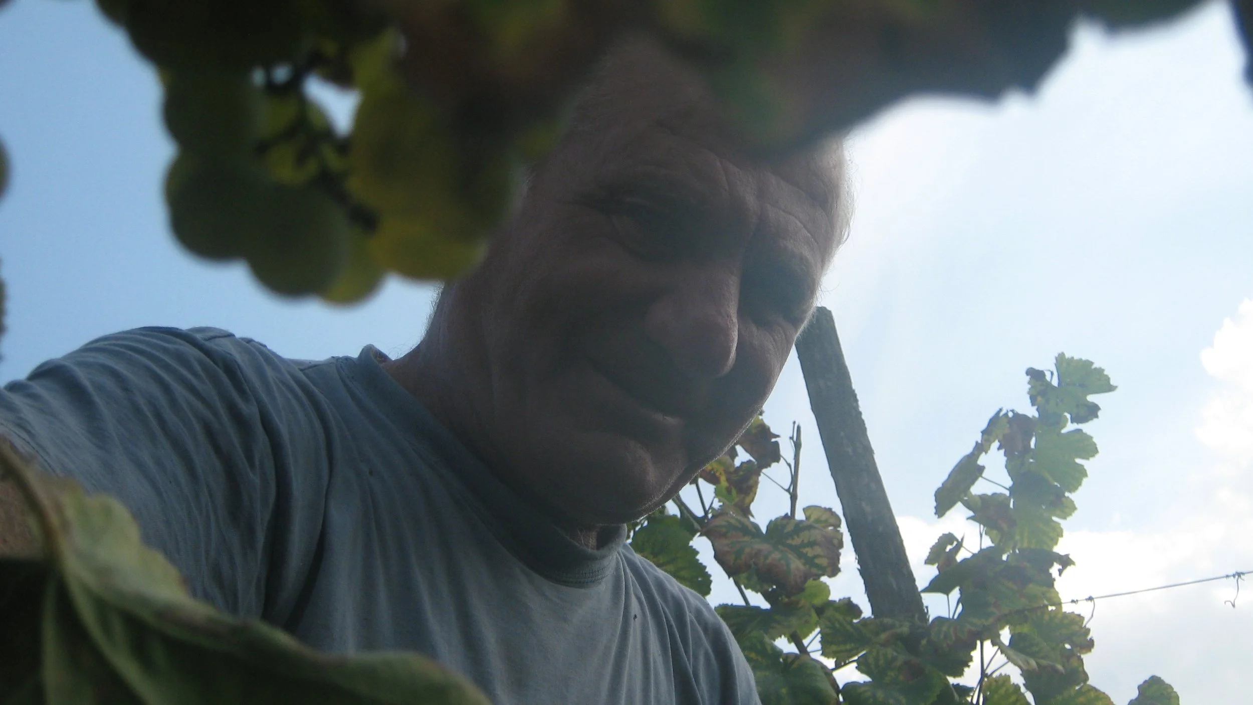 Uomo che raccoglie uva in vigna, visto dall'alto