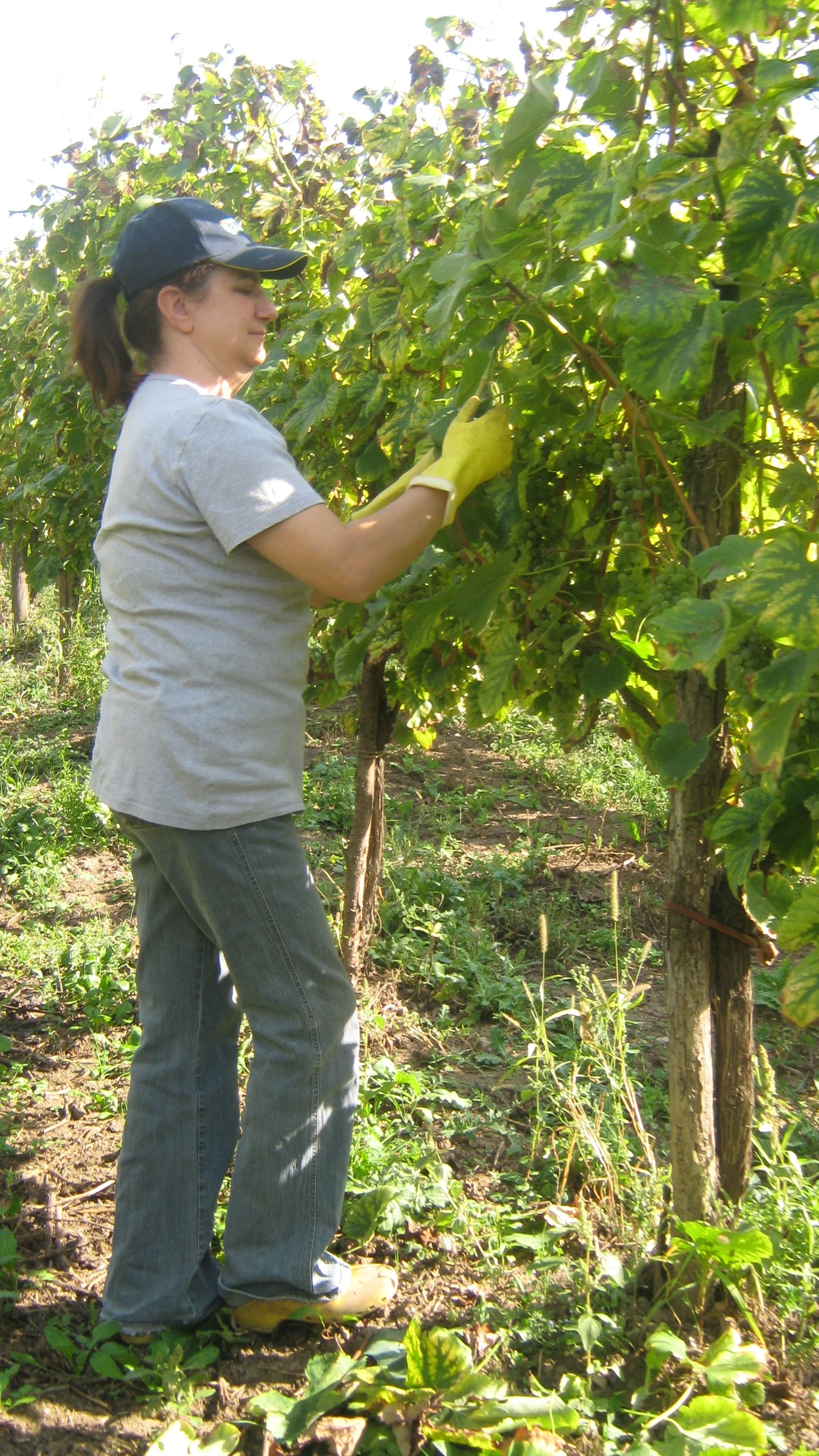 Donna che raccoglie uva in un vigneto, indossa guanti gialli, cappellino nero e abbigliamento casual.