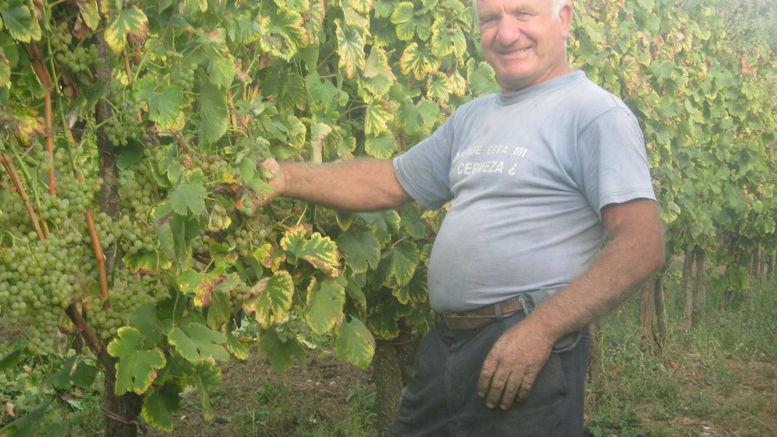 Uomo che raccoglie uva in una vigna, vestito casual, sorridente.