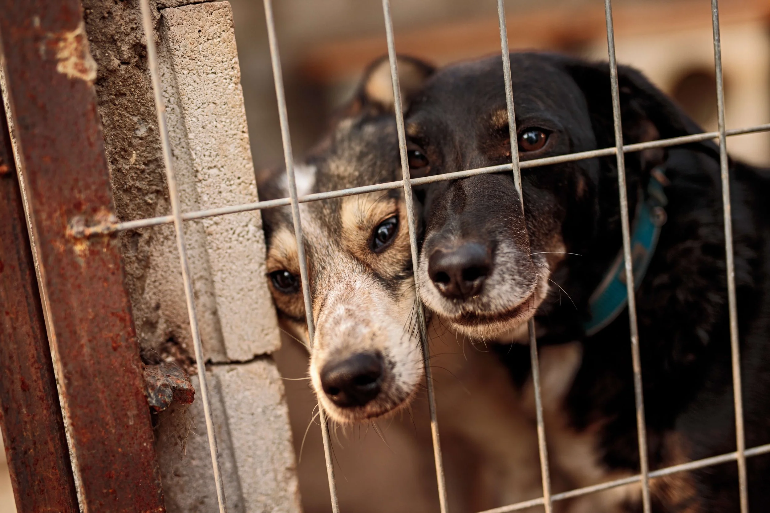 homeless-dogs-cage-grates.jpg